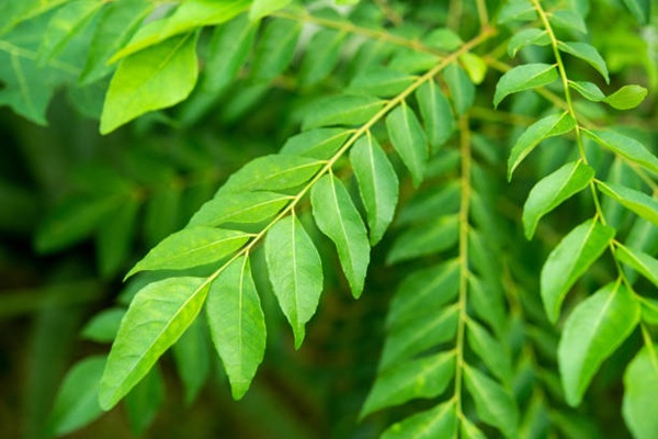 Neem Leaves